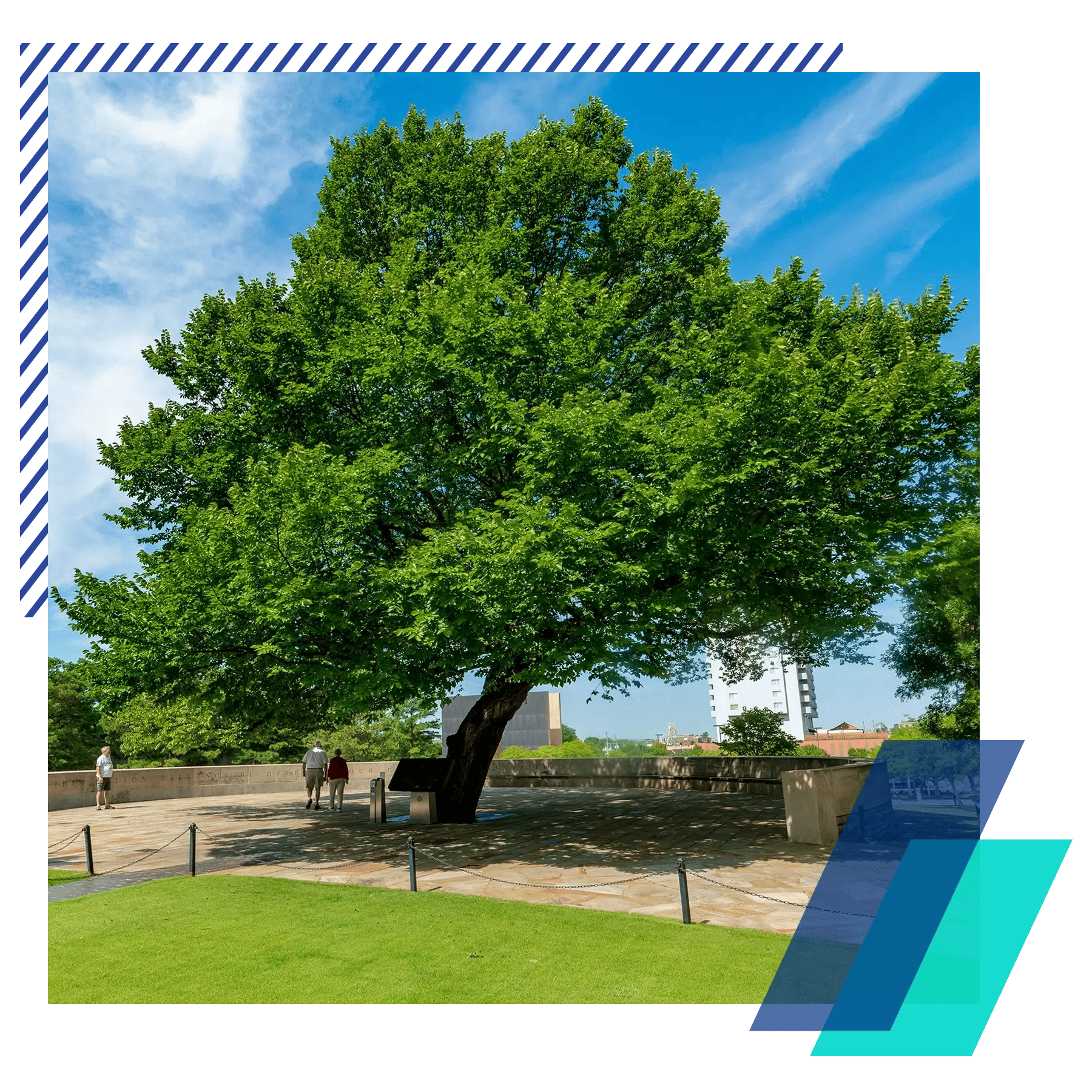 Oklahoma City Survivor Tree